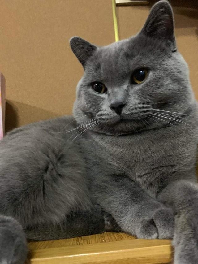 猫咪肾衰，猫咪肾衰竭是什么引起的（猫咪肾衰竭早期症状）