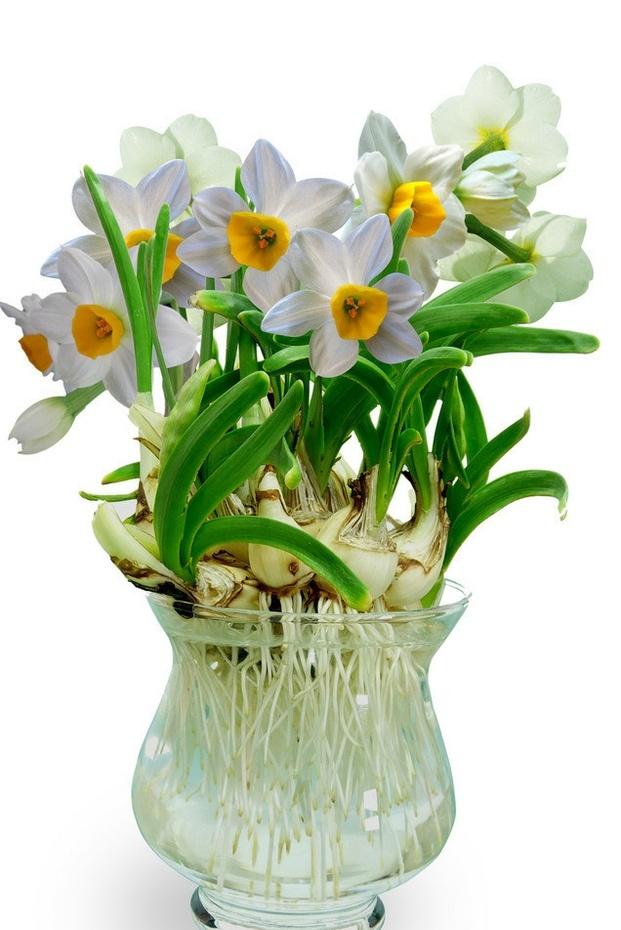 海里的植物有哪些，海里的植物有哪些常见植物图片（7种“喜水花”）