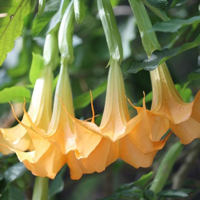 快认清“真面目”，有毒的花名字及图片