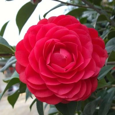 多年的长寿花(天生"富贵命",养它几十年,就是"传世宝") - 彝家农业网