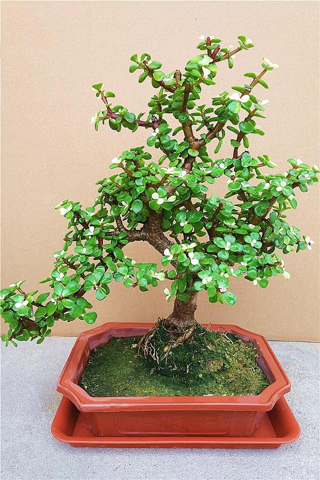 常见的八种多肉植物，各种各样的多肉植物（6种“小多肉”）