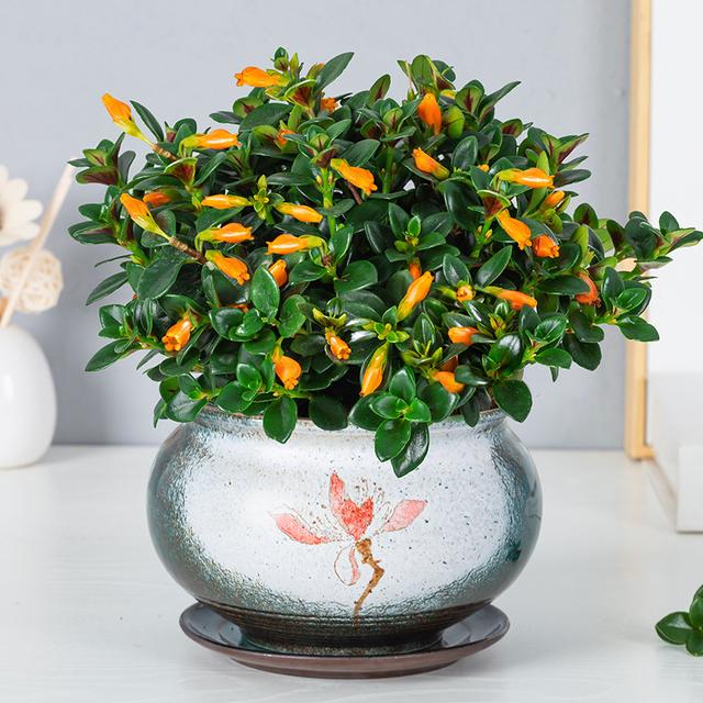 秋天开的花有哪些，秋天开花的花10种花是什么（200天都开花）