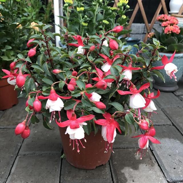 家中养什么花好，室内适合养什么花（9种洋气花）