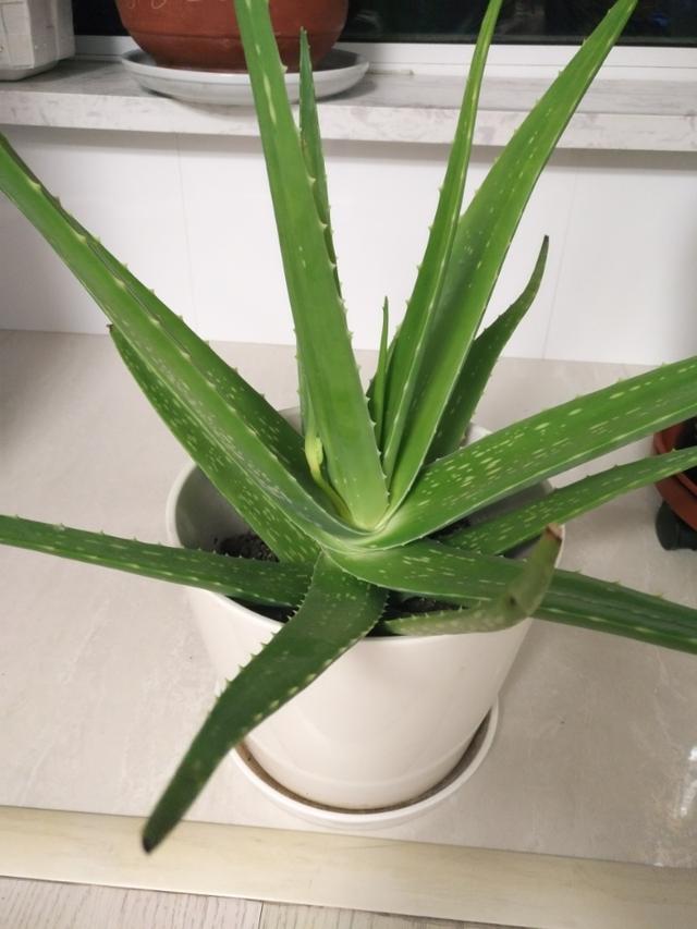 铁树开花的寓意和象征意义，铁树开花寓意和象征意义是什么（老人常说“7树开花）