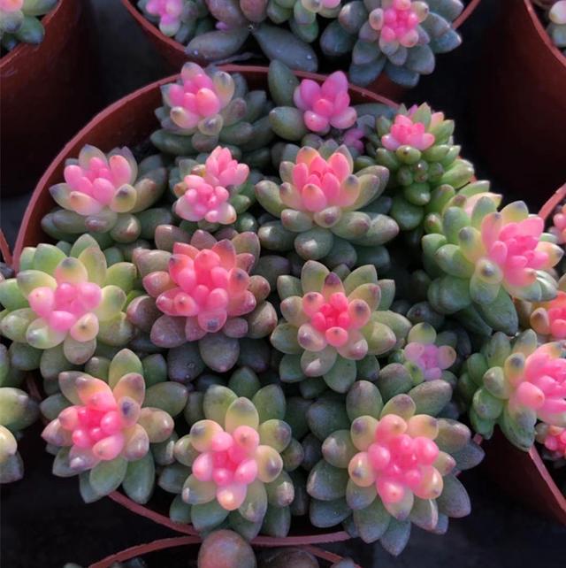 10种不吉利的花，5种花越养越“不吉利”