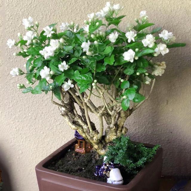 家里为什么不能养荷花，家里荷花挂在什么方位好（9种“名花”富贵吉利）