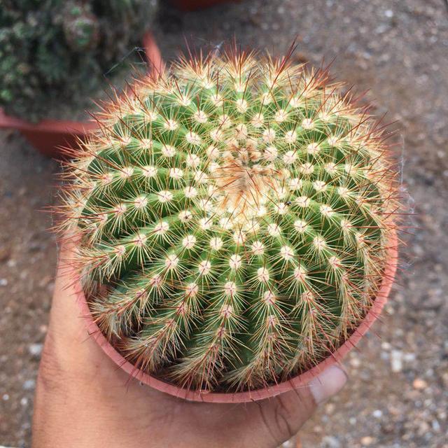 客厅适合养什么花，客厅适合养什么花和植物好风水（堪称“不死花”）