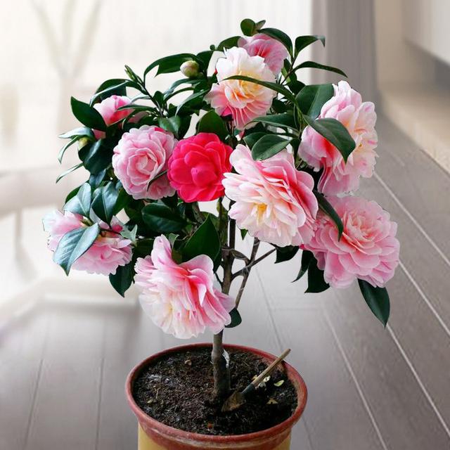 代表富贵吉祥寓意的花，代表富贵吉祥寓意的花朵（到底哪些花是“招财”花）