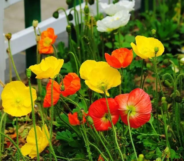 曼陀罗花的传说，曼陀罗花的含义和传说（传说“7种花”）