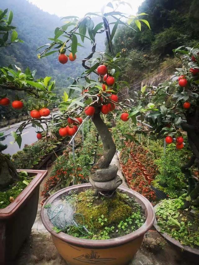 客厅摆放什么植物招财，10种客厅招财植物（客厅一放大气高档）