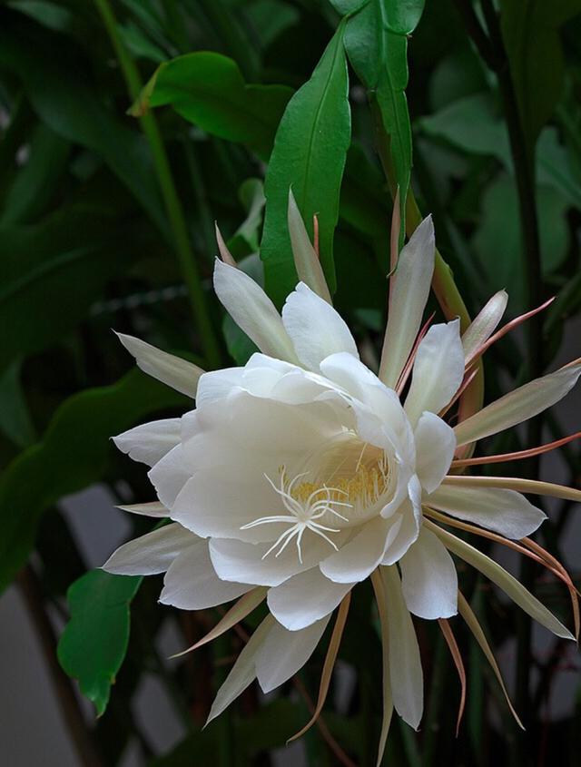 曼陀罗花的传说，曼陀罗花的含义和传说（传说“7种花”）