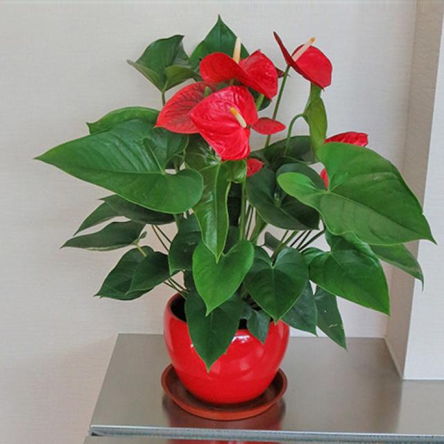 红掌盆栽怎么养，红掌盆栽的养殖方法（养盆“大红掌”）