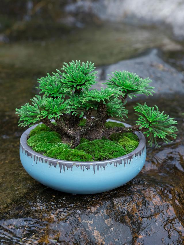 客厅适合养什么花，客厅适合养什么花和植物好风水（堪称“不死花”）