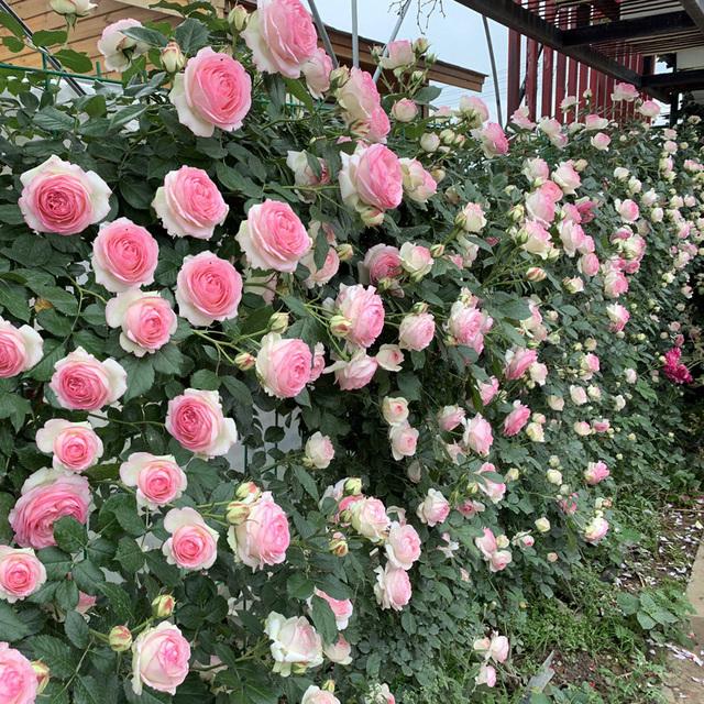 什么花最好看，什么花最高贵最优雅（爬到墙上做“花海”）