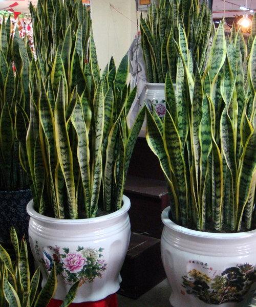 客厅适合养什么花，客厅适合养什么花和植物好风水（堪称“不死花”）