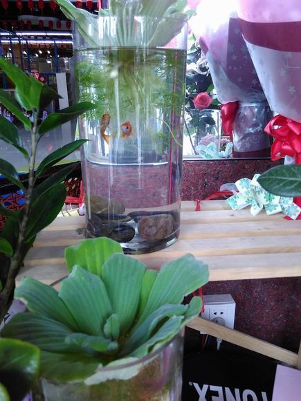 海里的植物有哪些，海里的植物有哪些常见植物图片（7种“喜水花”）