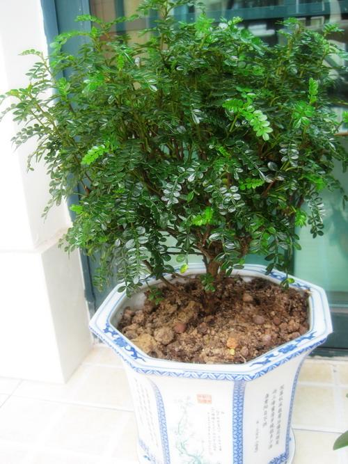 一抹香植物图片的功效与作用，一抹香的作用和用途（5种“香香花”摆在卫生间）