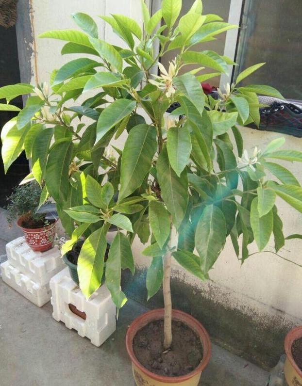 春天的花有哪些，二年级春天的花有哪些（“最香的”15种花）