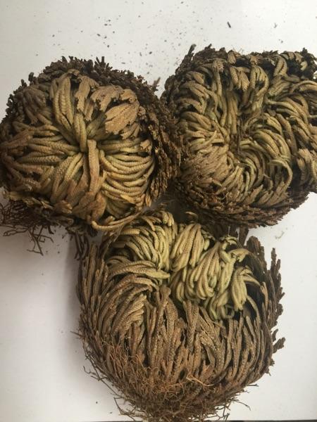 客厅适合养什么花，客厅适合养什么花和植物好风水（堪称“不死花”）