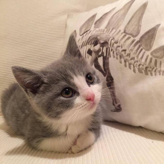猫咪肾衰，猫咪肾衰竭是什么引起的（猫咪肾衰竭早期症状）