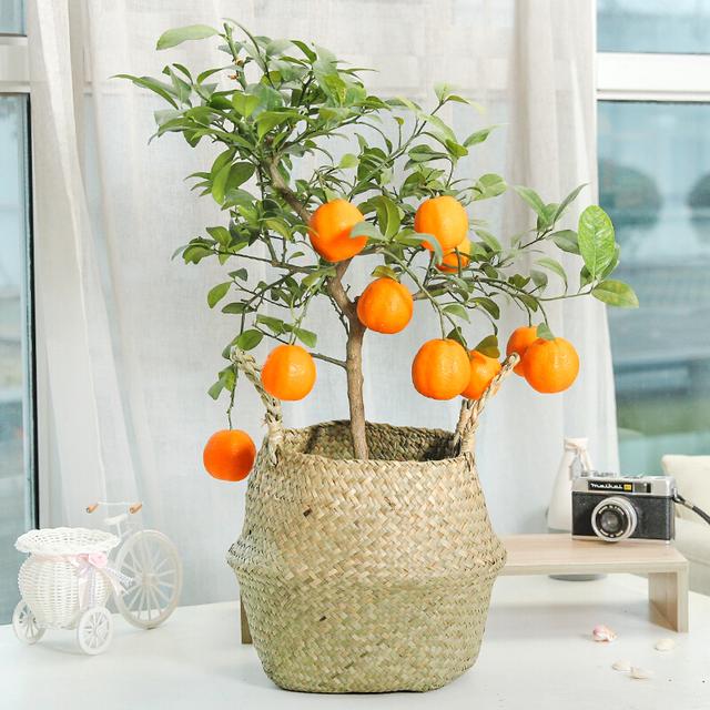 春天的花有哪些，二年级春天的花有哪些（“最香的”15种花）