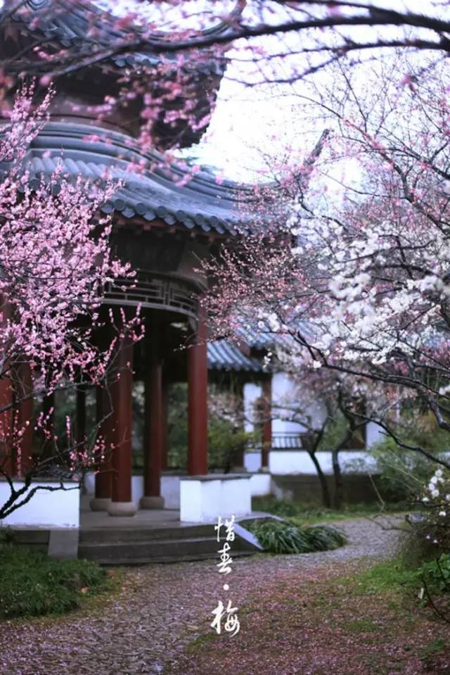 家养吉利的花(养大能旺家,自古"有钱人家"都养它) - 彝家农业网