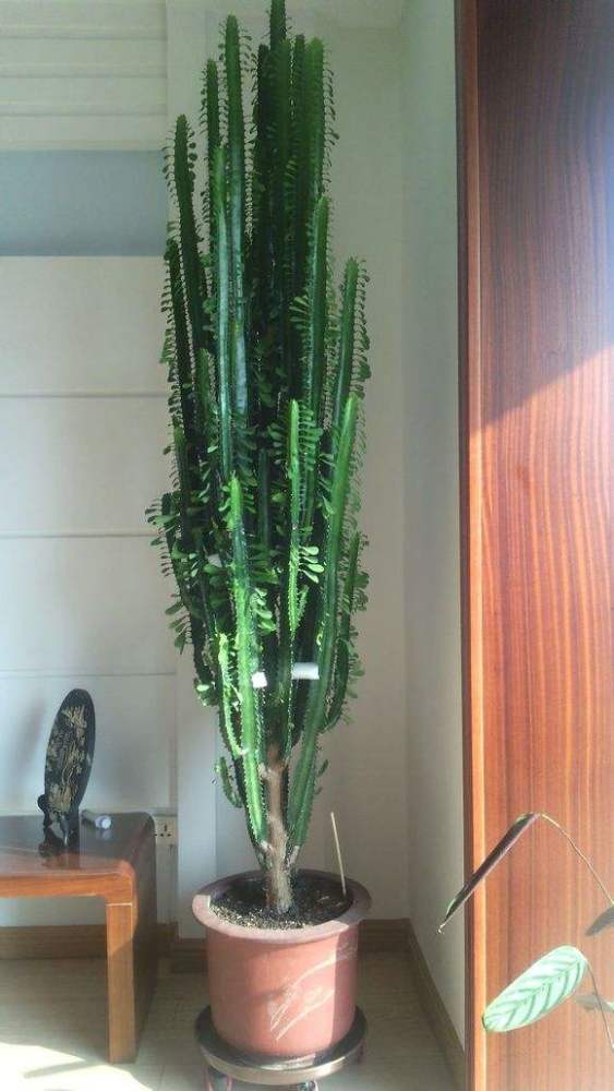 马齿苋多少钱一棵，马齿苋药材价格（堪称“死不了”）