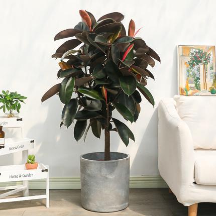 客厅适合养什么花，客厅适合养什么花和植物好风水（堪称“不死花”）