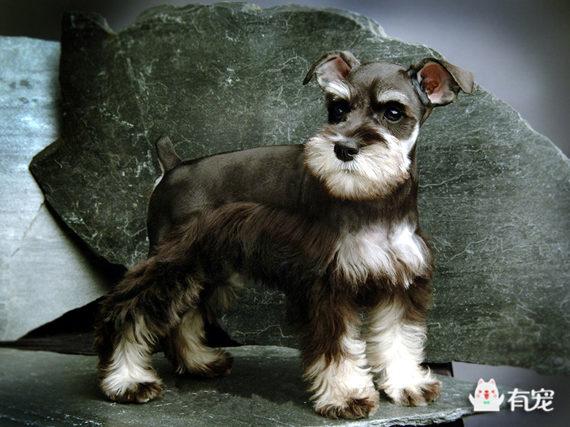 狗狗的毛发是什么组成的（你家狗狗的毛发是什么类型）(6)