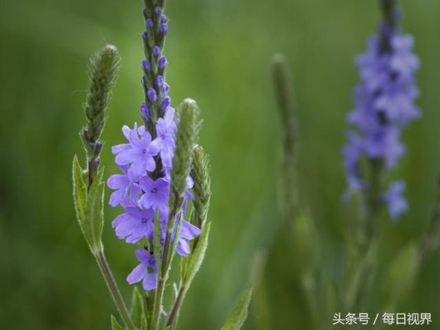 马鞭草茶（马鞭草产业链） 生活