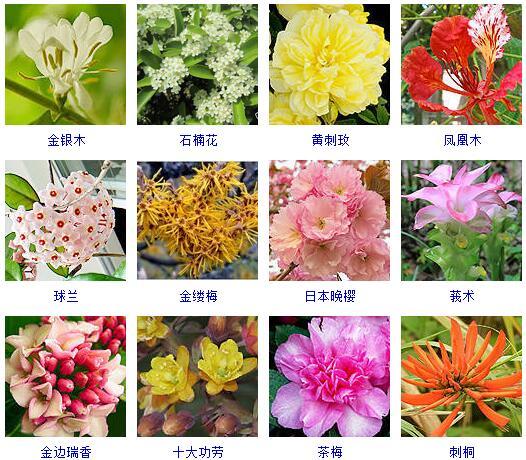 花的种类 花的种类（花的种类大全） 生活