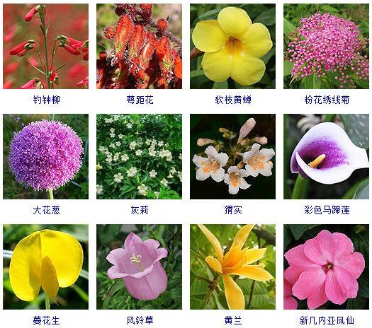鲜花品种大全名字图片图片