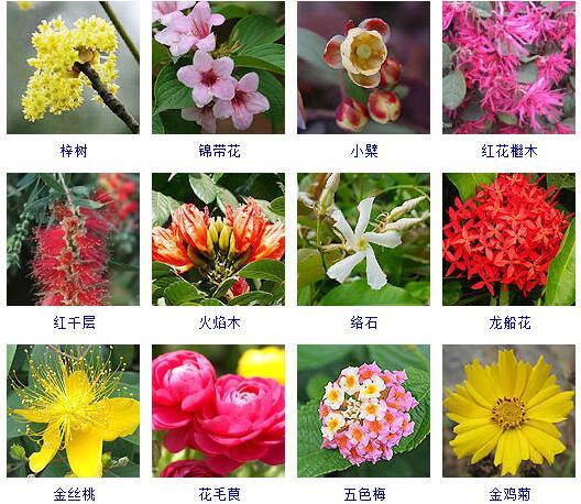 花的种类 花的种类（花的种类大全） 生活