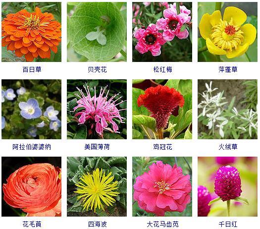 花的种类 花的种类（花的种类大全） 生活