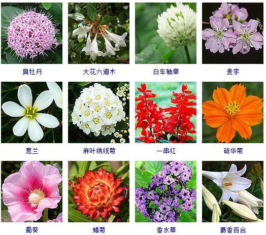 花的种类 花的种类（花的种类大全） 生活