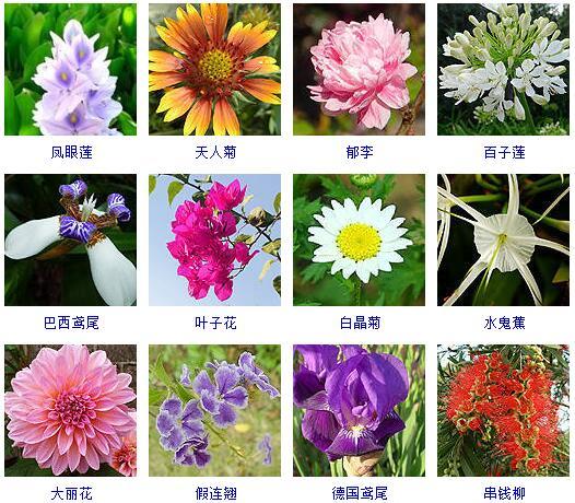 花的种类 花的种类（花的种类大全） 生活