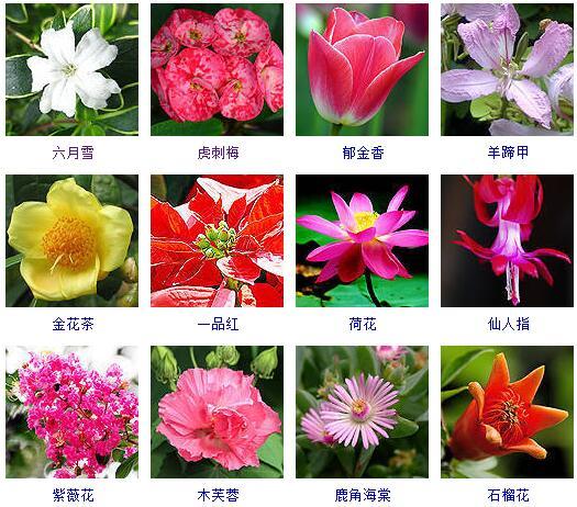 100种鲜花的名字和图片图片