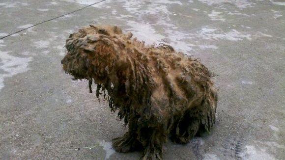 狗狗掉进厕所如何抢救(狗狗掉进粪池怎么抢救)-艾拉养犬