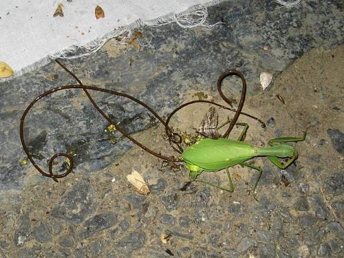 关于铁线虫有的地方也叫钢丝虫,有时候去山上逮着螳螂弄死