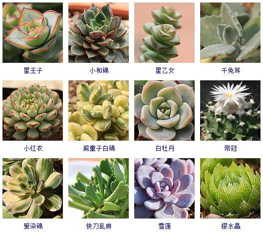 多肉植物大集合,这200多种多肉你养过哪些?