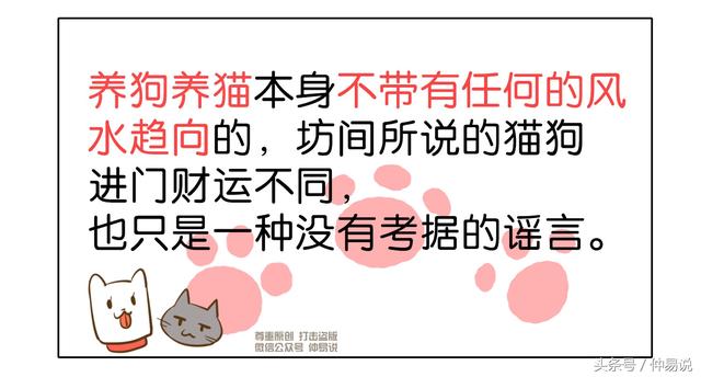 家里养宠物猫是吉还是凶高人讲解（家里养宠物哪一种会旺财）(6)