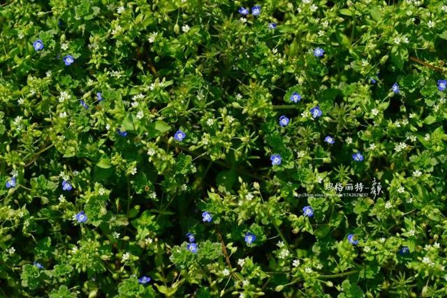阿拉伯婆婆纳花的观赏特性（植物美图笔记阿拉伯婆婆纳）(13)