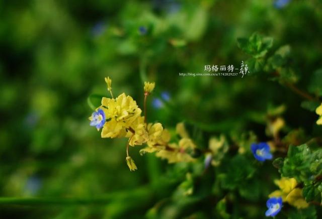 阿拉伯婆婆纳花的观赏特性（植物美图笔记阿拉伯婆婆纳）(22)