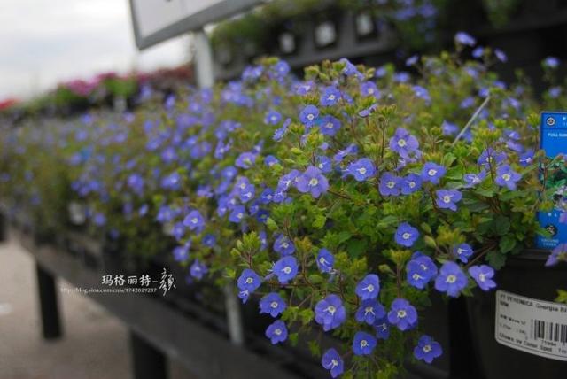 阿拉伯婆婆纳花的观赏特性（植物美图笔记阿拉伯婆婆纳）(23)
