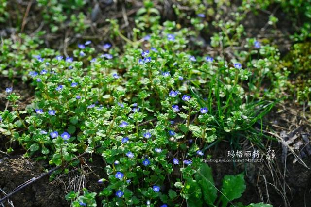 阿拉伯婆婆纳花的观赏特性（植物美图笔记阿拉伯婆婆纳）(11)