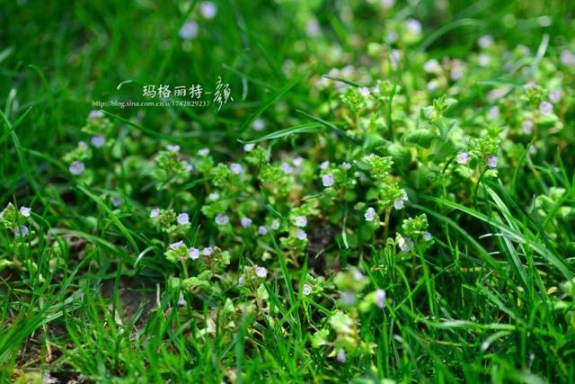 阿拉伯婆婆纳花的观赏特性（植物美图笔记阿拉伯婆婆纳）(16)