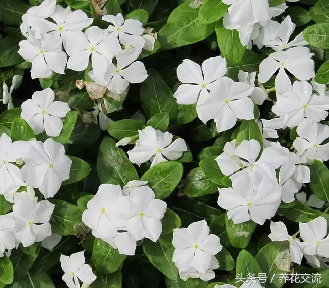 牵牛花有毒吗 牵牛花有毒吗（重瓣矮牵牛花有毒吗） 生活