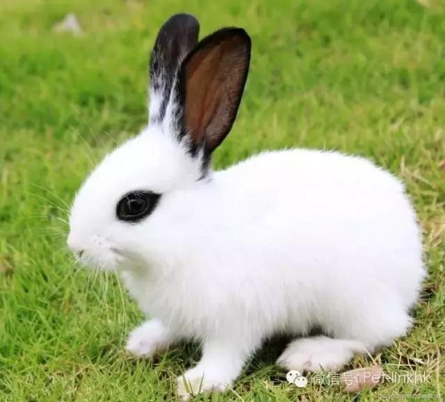 最漂亮的宠物兔品种,原来最适合的当宠物的兔兔