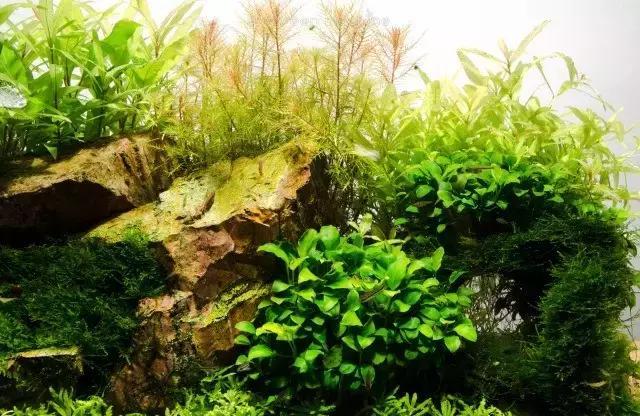 北美风格鱼缸造景,北美原生缸造景-星座梦城