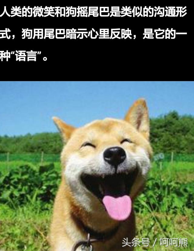 垃圾英文骂人lese